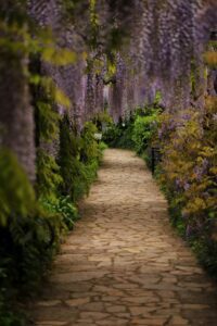path with wisteria