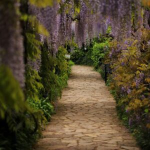 path with wisteria