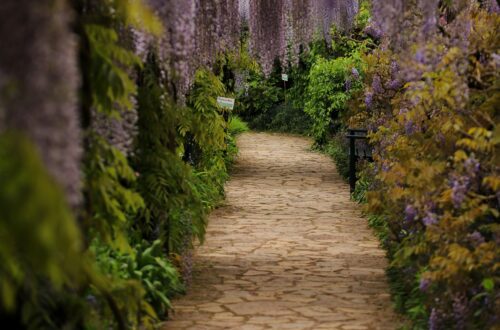 path with wisteria