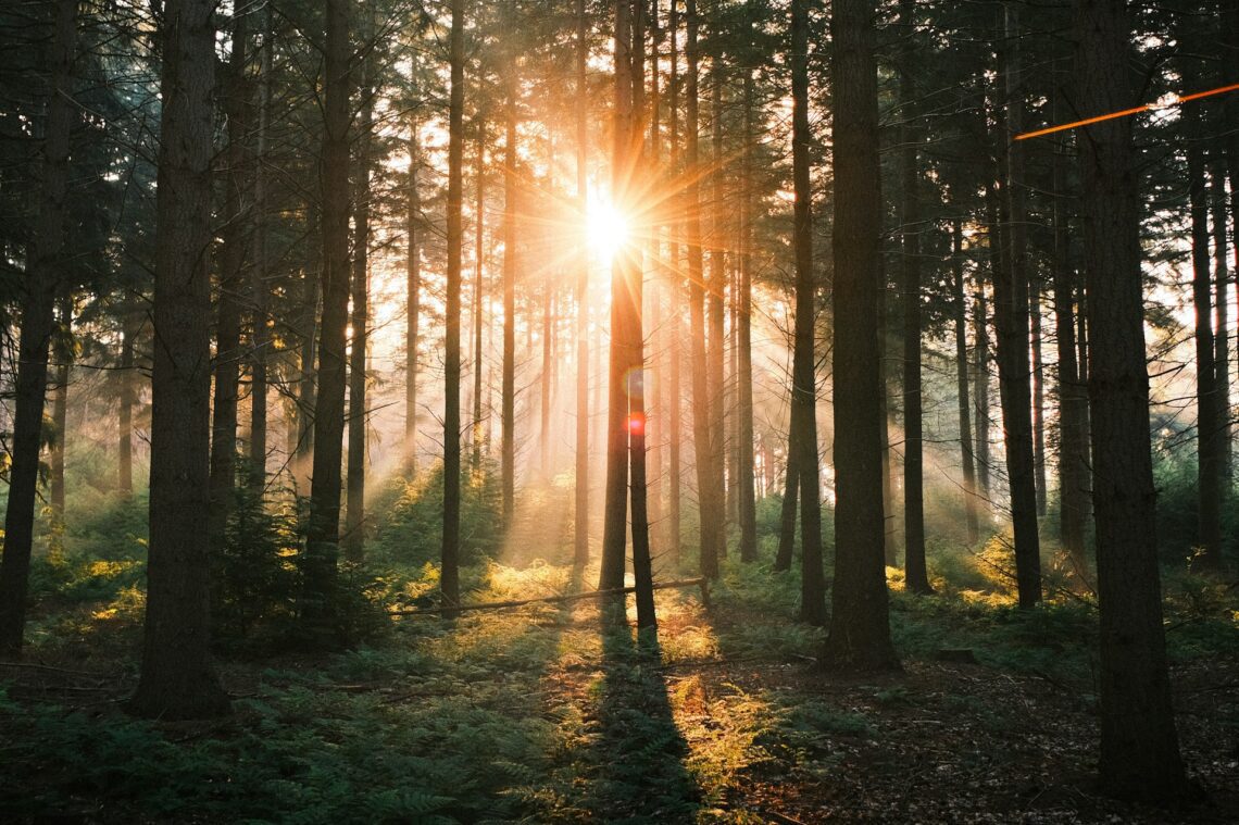 sunlight filtered through trees view 2