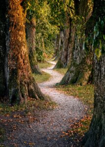 Curved Tree Path