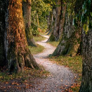 Curved Tree Path
