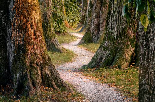 Curved Tree Path