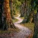 Curved Tree Path